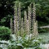 Acanthus Spinosus